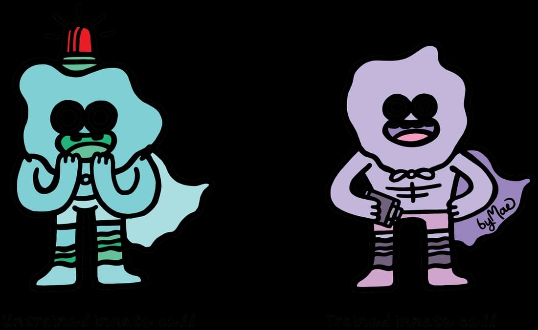 An untrained innate cell beside a trained innate cell